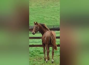 Selle Français, Mare, Foal (06/2025), 16,1 hh, Chestnut-Red