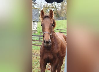 Selle Français, Mare, Foal (06/2025), 16,1 hh, Chestnut-Red