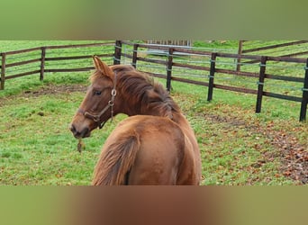 Selle Français, Mare, Foal (06/2025), 16,1 hh, Chestnut-Red