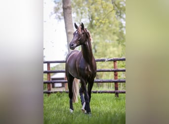Selle Français, Mare, , 16,2 hh, Chestnut