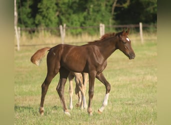 Selle Français, Mare, , 16,2 hh, Chestnut