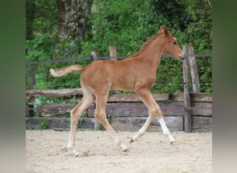Selle Français, Mare, , 16,2 hh, Chestnut