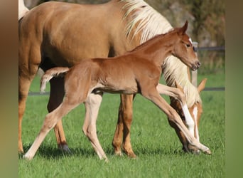 Selle Français, Mare, , 16,2 hh, Chestnut