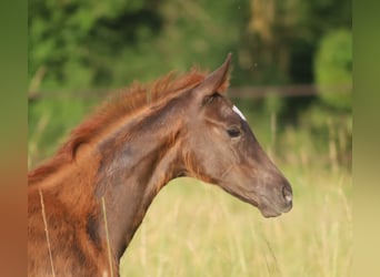 Selle Français, Mare, , 16,2 hh, Chestnut