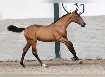 Selle Français, Mare, Foal (02/2026), Bay