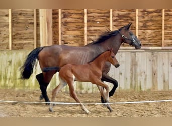 Selle Français, Mare, Foal (06/2025), Brown