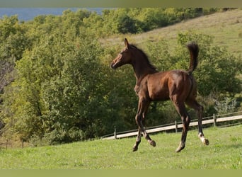 Selle Français, Mare, Foal (06/2025), Brown