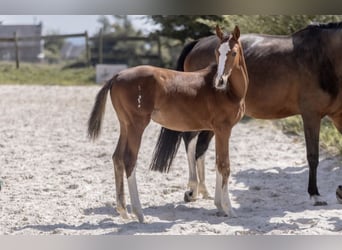 Selle Français, Mare, Foal (04/2025), Brown