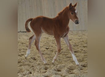 Selle Français, Mare, Foal (03/2026), Chestnut-Red