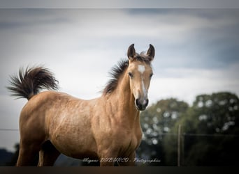 Selle Français, Mare, Foal (06/2025), Dun