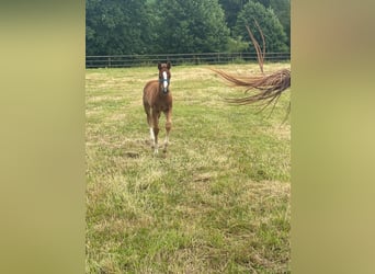 Selle Français, Mare, Foal (05/2025), Grey