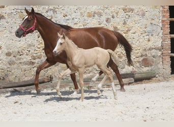 Selle Français, Mare, Foal (06/2023), Palomino