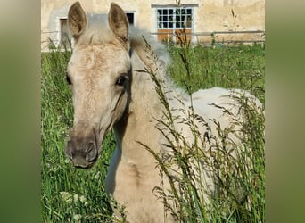 Selle Français, Mare, , Palomino