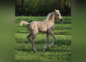 Selle Français, Mare, , Palomino