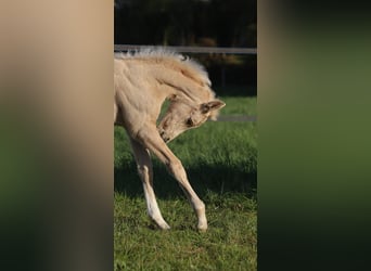 Selle Français, Mare, , Palomino