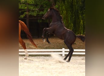 Selle Français, Mare, Foal (05/2026), Smoky-Black