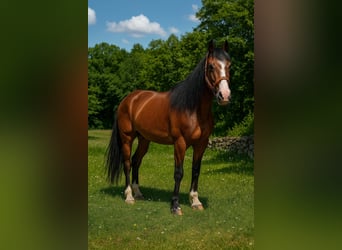 Selle Français, Merrie, 10 Jaar, 152 cm, Bruin