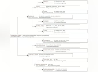 Selle Français, Merrie, 10 Jaar, 164 cm, Vos