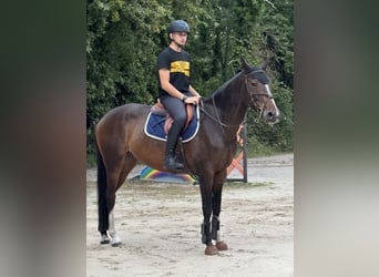 Selle Français, Merrie, 10 Jaar, 165 cm, Bruin