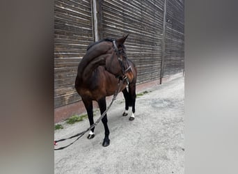 Selle Français, Merrie, 10 Jaar, 165 cm, Donkerbruin