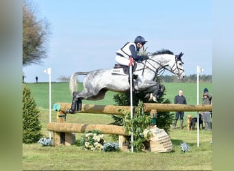 Selle Français, Merrie, 10 Jaar, 165 cm, Roodbruin