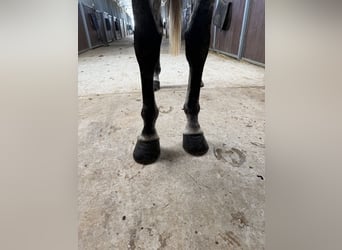Selle Français, Merrie, 10 Jaar, 165 cm, Schimmel