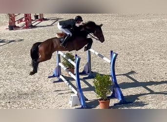 Selle Français, Merrie, 10 Jaar, 170 cm, Roodbruin