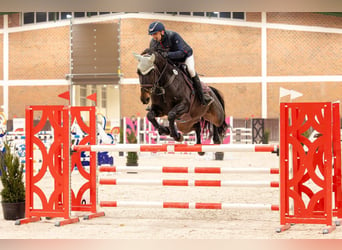 Selle Français, Merrie, 10 Jaar, 170 cm, Zwartbruin