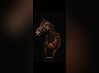 Selle Français, Merrie, 10 Jaar, 172 cm, Bruin