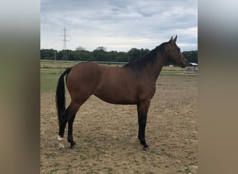Selle Français, Merrie, 11 Jaar, 164 cm, Bruin