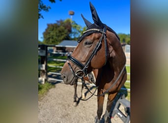 Selle Français, Merrie, 11 Jaar, 167 cm, Bruin