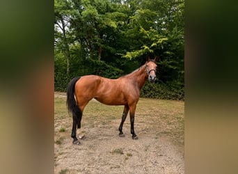 Selle Français, Merrie, 11 Jaar, 167 cm, Bruin
