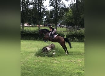 Selle Français, Merrie, 11 Jaar, 167 cm, Bruin