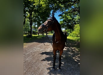 Selle Français, Merrie, 11 Jaar, 167 cm, Bruin