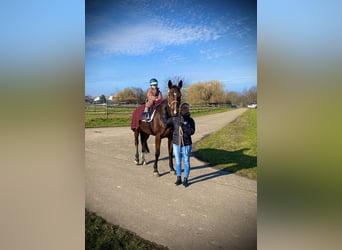 Selle Français, Merrie, 11 Jaar, 167 cm, Bruin