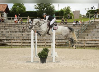 Selle Français, Merrie, 11 Jaar, 170 cm, Schimmel