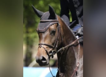 Selle Français, Merrie, 11 Jaar, 172 cm, Donkerbruin