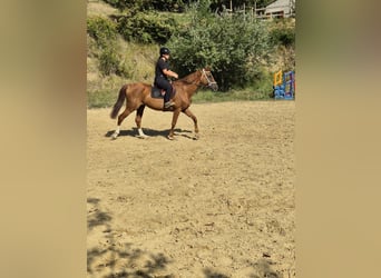 Selle Français, Merrie, 12 Jaar, 160 cm, Roodvos