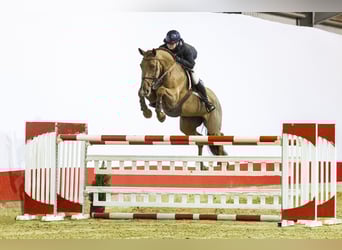 Selle Français, Merrie, 12 Jaar, 172 cm, Donkere-vos