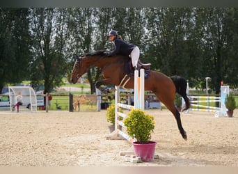 Selle Français, Merrie, 12 Jaar, 180 cm, Bruin