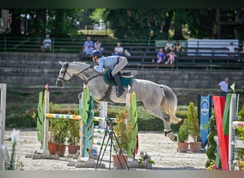 Selle Français, Merrie, 13 Jaar, 170 cm, Schimmel