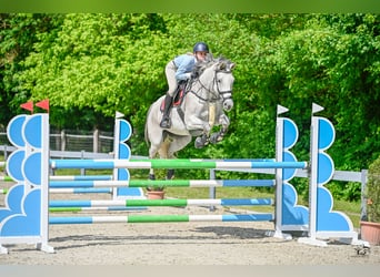 Selle Français, Merrie, 13 Jaar, 170 cm, Schimmel