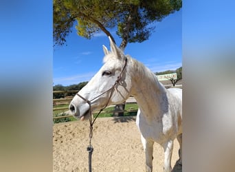 Selle Français, Merrie, 13 Jaar, 170 cm, Vliegenschimmel