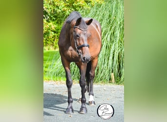 Selle Français, Merrie, 13 Jaar, 172 cm, Zwartbruin