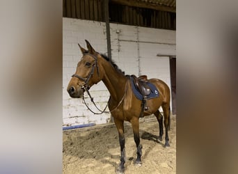 Selle Français, Merrie, 13 Jaar, 175 cm, Bruin