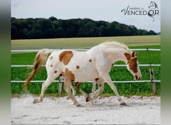 Selle Français, Merrie, 14 Jaar, 160 cm, Tobiano-alle-kleuren