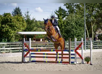 Selle Français, Merrie, 14 Jaar, 165 cm, Bruin