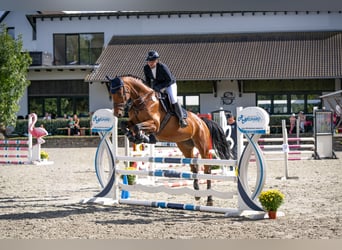 Selle Français, Merrie, 14 Jaar, 165 cm, Bruin