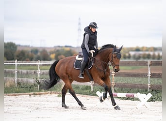 Selle Français, Merrie, 14 Jaar, 165 cm, Bruin