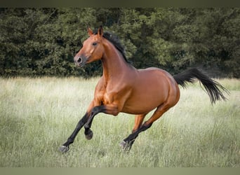 Selle Français, Merrie, 14 Jaar, 165 cm, Bruin